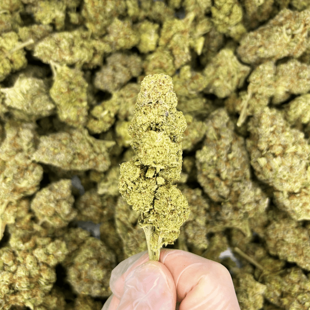 Mimosa CBD Flower (Indoor) — 24% CBD